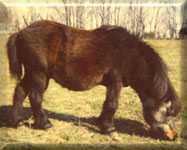 Little Man Sire to Jake Falabella