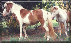 Millers Reds Shoshoni Sunrise with Owl, Shoni is a sabino tovero with the lacing, roaning and calico flecking on one side of her bonnet