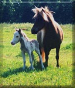 Millers Reds Lady Katie and her son Sample